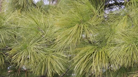 Close-up branches of a coniferous cedar tree sway in the wind Stock-Footage 185117231