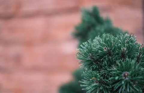Close-up of branches of coniferous fir tree. Stock Photos