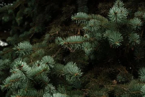 Close up branches of coniferous tree abstract natural background Stock Photos