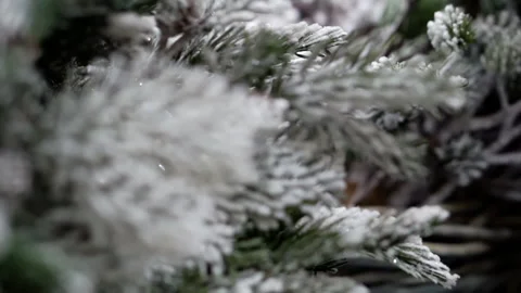 Close-up of branches of coniferous trees. Stock Footage 164051341