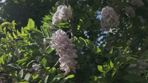 Close-up of branches covered with dense, green foliage and florets with Stock Footage 327215934