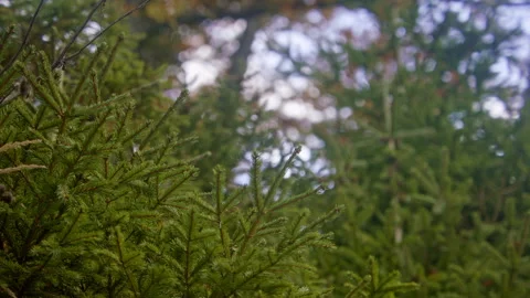 Close-up of branches covered in pine needles Stock Footage 258938007