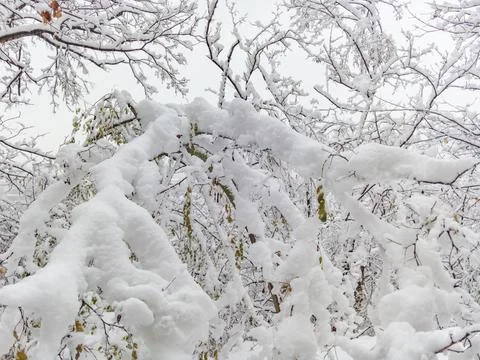 Close-up of branches covered in thick snow Stock Photos