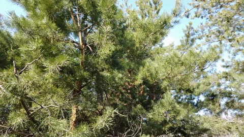 Close-up branches of fir tree. Stock Footage 152658310