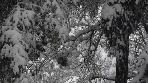 Close up of branches as heavy snow fall comes down in winter Vídeos de archivo 105047199