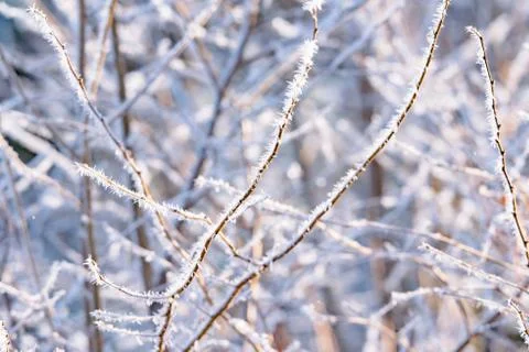 Close-up of branches with hoarfrost. Stock Photos