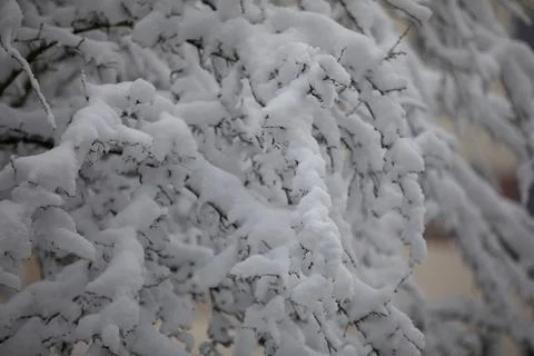 Close-up of the branches of a leafless tree covered in snow 写真素材