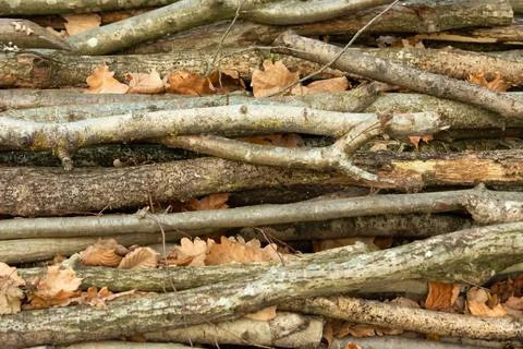 A close-up of the branches lying on a pile Stock Photos