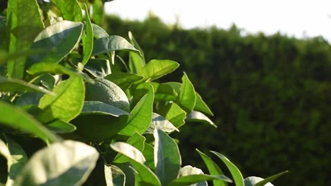 Close up branches of orange tree. Stock-Footage 137672884