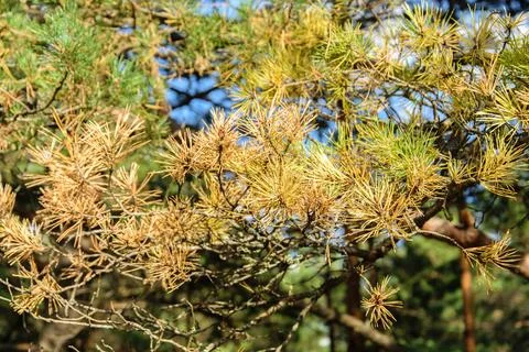A close up of branches of a pine tree with green and yellow needles. Stock Photos