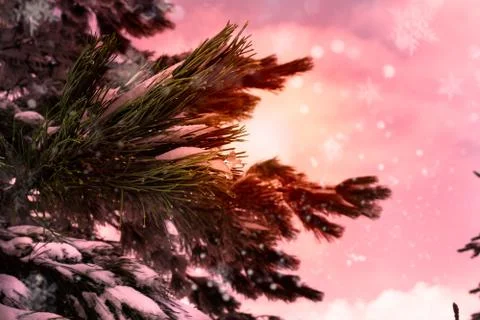 Close Up of the Branches of Pine Trees Covered by the Snow in Winter at  Sunr Stock Photos