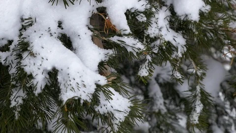 Close up of branches with snow of a Sub Alpine Fir, Utah. Stock Footage 122182186