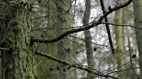 Close up on Branches - Sun Beams Fresh, Lush, Spring Foliage In A Forest Stock-Footage 49698036