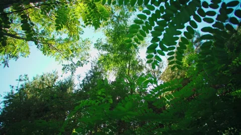 Close-up of the branches swaying in the breeze. 動画素材 295857394
