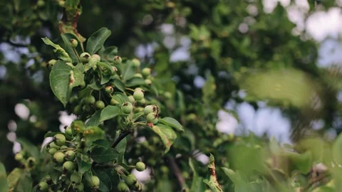 A close-up of the branches of a tree that are swaying in the wind Stock Footage 260718389