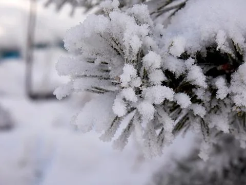 Close up of branches of a tree covered with snow fall. Stock Photos