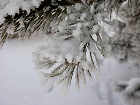 Close up of branches of a tree covered with snow fall. Stock Photos