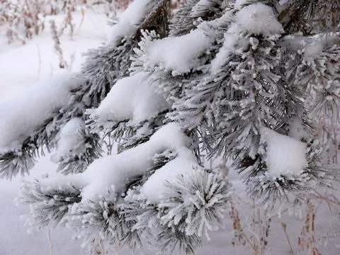Close up of branches of a tree covered with snow fall. Stock Photos