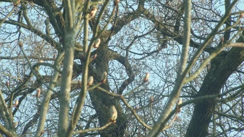Close up of branches of a tree 動画素材 73835639