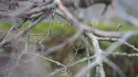 Close up branches tree Stock Footage 98286131