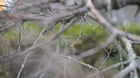 Close up branches tree Vídeo Stock 98286139