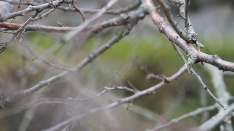 Close up branches tree Vídeo Stock 98286164