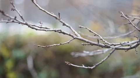 Close up branches tree Vídeo Stock 98286204