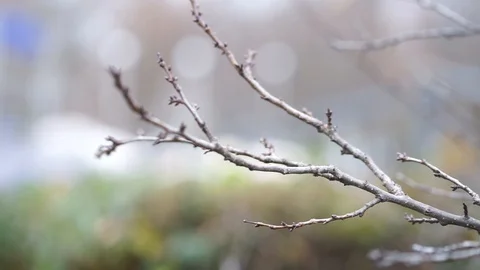Close up branches tree Vídeo Stock 98286206