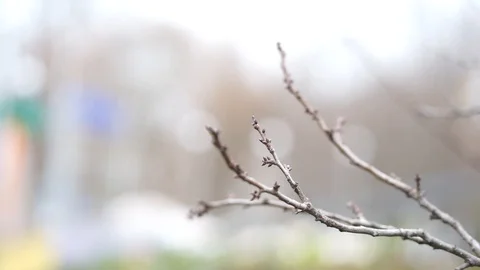 Close up branches tree Vídeo Stock 98286245