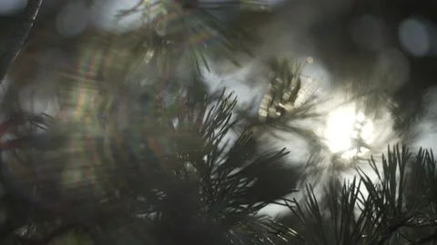 Close up on the branches of a tree 動画素材 131510734