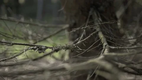 Close up on the branches of a tree Stockbeeldmateriaal 131510895