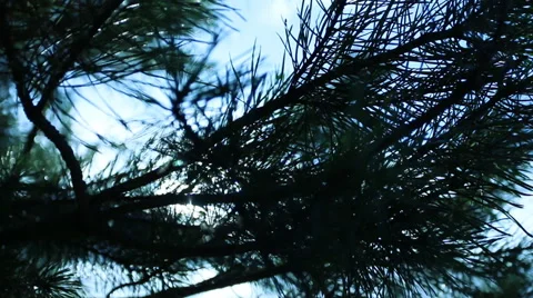 Close up of branches of a tree pine fir moves in the wind. Stock Footage 60112663