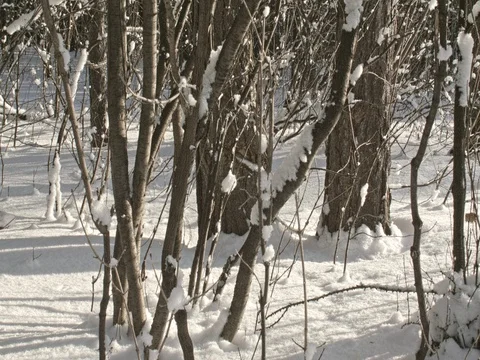 A close-up of branches of trees and shrubs covered with a thick layer of snow. Stock Footage 84699982