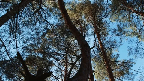 Close up of branches of trees on the background of the sky in forest foliage Video stock 98606529