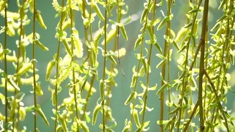 Close-up branches of a weeping willow branches with fresh green spring goslings Stock Footage 237915757