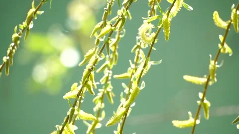 Close-up branches of a weeping willow branches with fresh green spring goslings Stock Footage 242578701