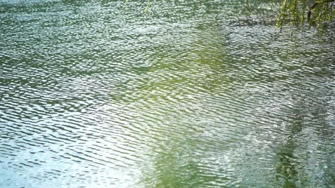 Close-up branches of a weeping willow branches with fresh green spring goslings Stock Footage 242987262