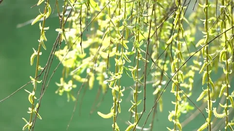 Close-up branches of a weeping willow branches with fresh green spring goslings Stock Footage 243484604