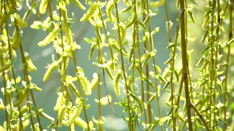 Close-up branches of a weeping willow branches with fresh green spring goslings Stock Footage 244835848