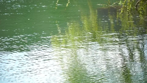 Close-up branches of a weeping willow branches with fresh green spring goslings Stock Footage 246037306