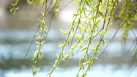 Close-up branches of a weeping willow branches with fresh green spring goslings Vidéo 246958544