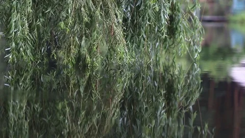 Close up of branches of weeping willow tree by the riverside. Nature backgrou 스톡 동영상 78774534