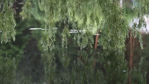 Close up of branches of weeping willow tree by the riverside. Nature backgrou Stock Footage 80067423