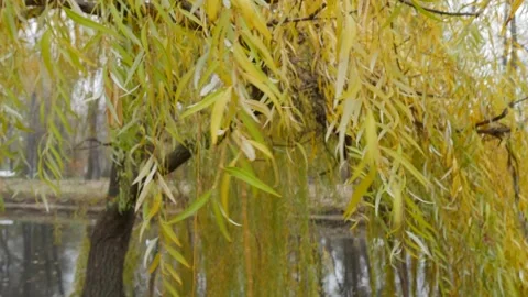 Close-up of branches of weeping willow with yellow leaves over water in autumn. Vídeo Stock 142301025