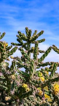 A close-up of a branching cholla cactus, identified as Cylindropuntia imbri.. Stock Photos