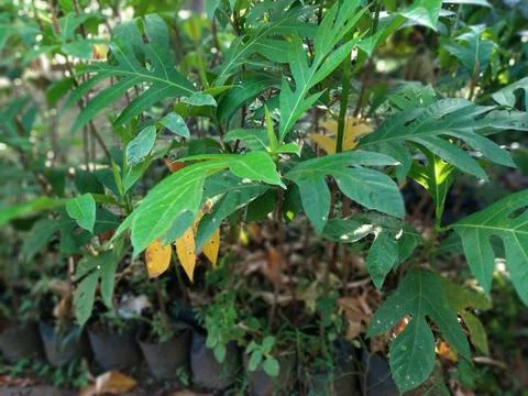 Close up of Breadfruit seedlings growing very well in the garden in the morning Stock Photos