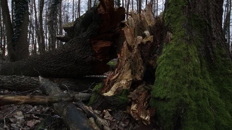 Close up of break point from a broken tree after the storm 스톡 동영상 123980686
