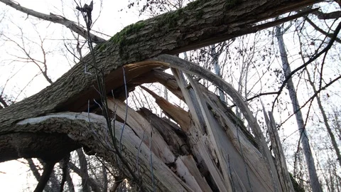 Close up of the break point of a large tree after the storm Video stock 121468325