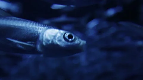 Close up of breathing fish in neon ocean aquarium Stock Footage 40659948
