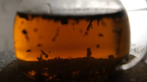 Close-up of brewing black tea in a glass teapot. The tea leaves play in the ligh Stock Footage 148384583